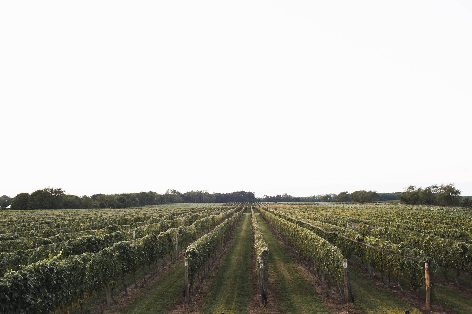 North Fork Vineyard Wedding_1981